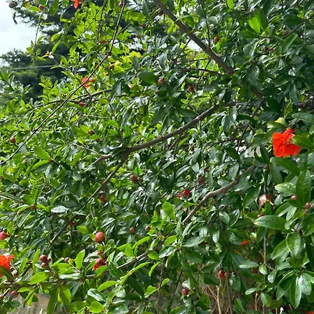 Stone House With Pool Ivisovo Greblje